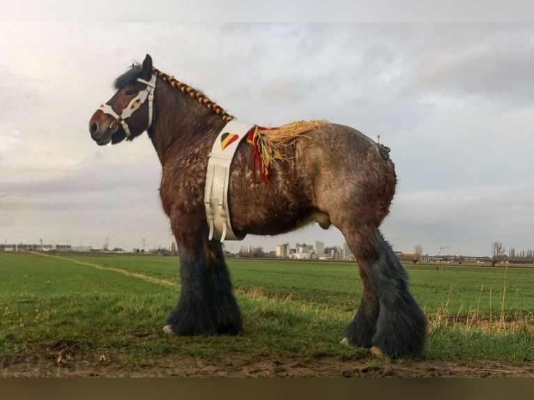 Belgian Draft Stallion 9 years 16.2 hh Roan-Bay in Donkerbroek