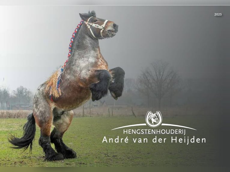 Belgian Draft Stallion Brown Falb mold in Veghel