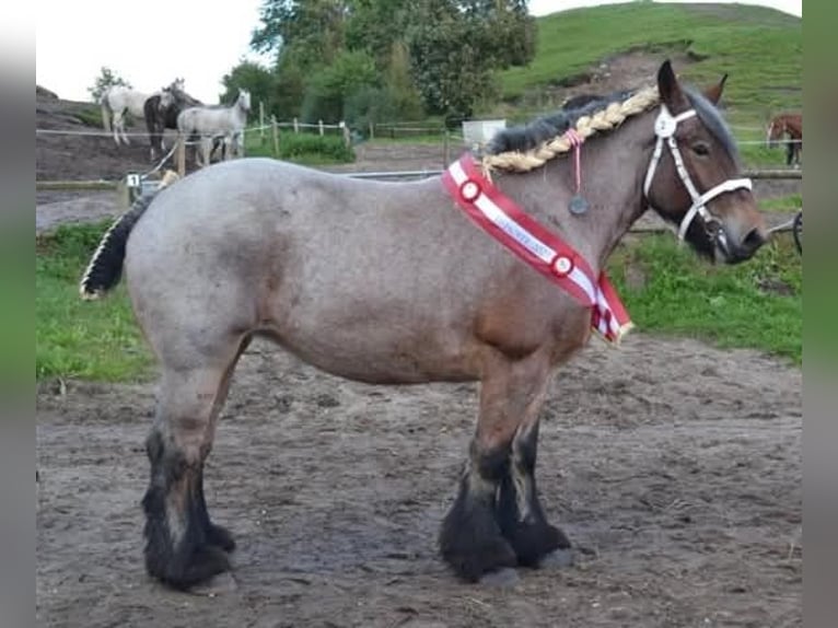 Belgian Draft Stallion Foal (06/2026) 12.2 hh Roan-Bay in Tæbring