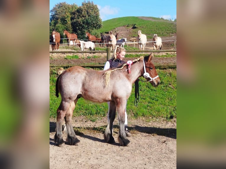 Belgian Draft Stallion Foal (06/2026) 12.2 hh Roan-Bay in Tæbring