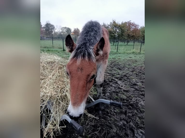 Belgian Draft Stallion Foal (05/2024) 16,2 hh Brown in Schijndel