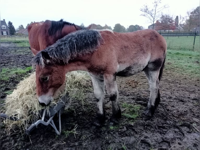 Belgian Draft Stallion Foal (05/2024) 16,2 hh Brown in Schijndel