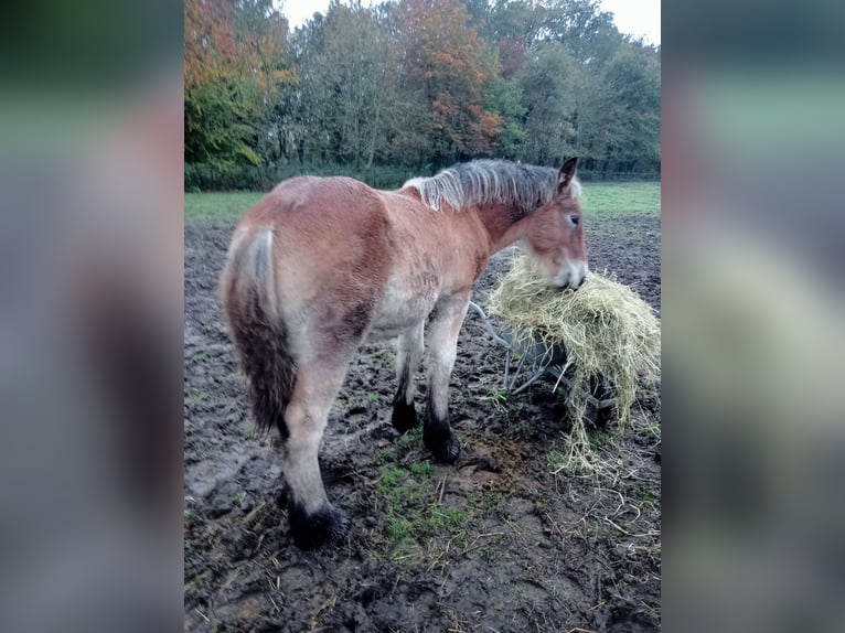 Belgian Draft Stallion Foal (05/2024) 16,2 hh Brown in Schijndel