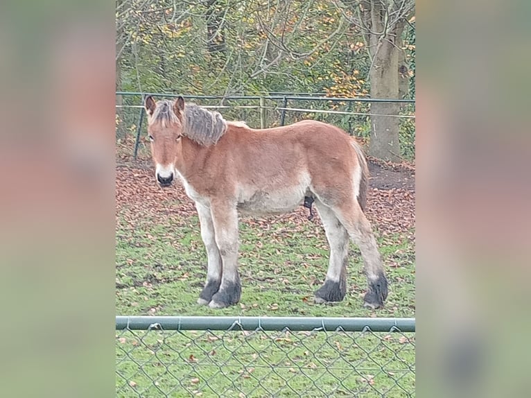 Belgian Draft Stallion Foal (05/2024) 16,2 hh Brown in Schijndel