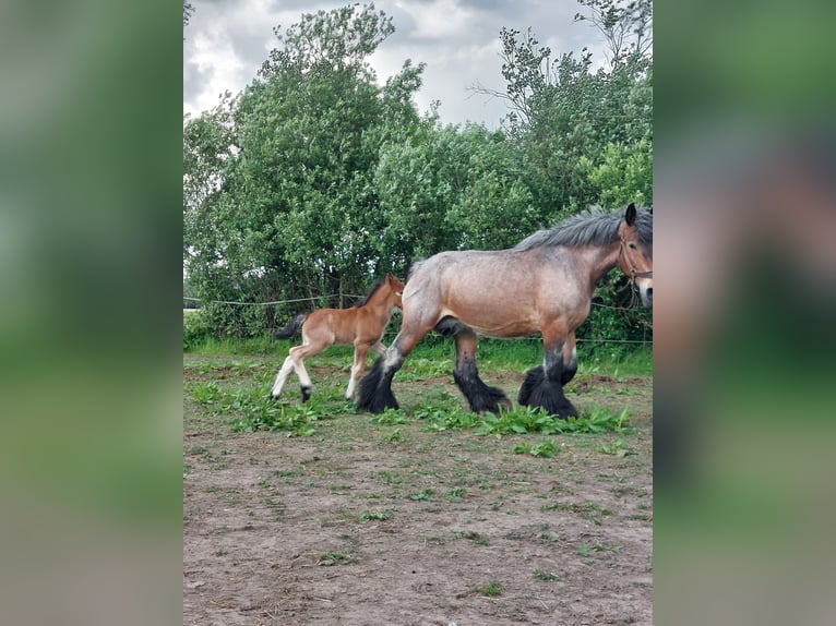 Belgian Draft Stallion Foal (06/2025) 16,2 hh Roan-Red in Oosteeklo
