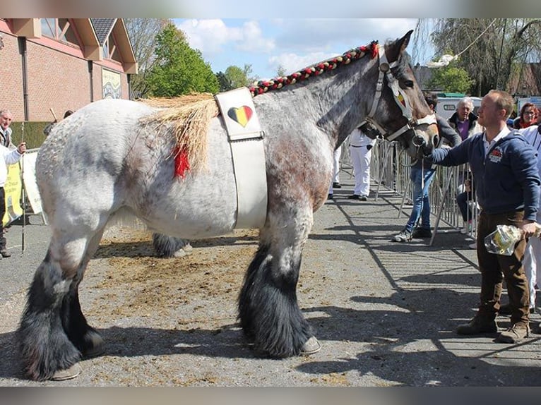 Belgian Draft Stallion Foal (06/2025) 16,2 hh Roan-Red in Oosteeklo