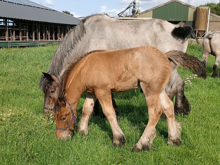 Belgian Draft Stallion Foal (05/2025) 17 hh Roan-Bay in Donkerbroek