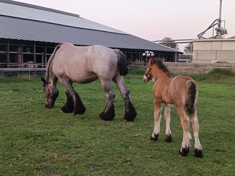 Belgian Draft Stallion Foal (05/2025) 17 hh Roan-Bay in Donkerbroek
