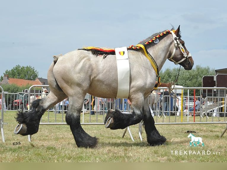 Belgian Draft Stallion  Brown Falb mold in Oosteeklo