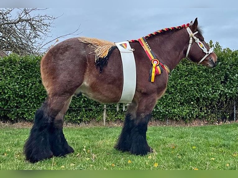 Belgian Draft Stallion  Can be white in Oosteeklo