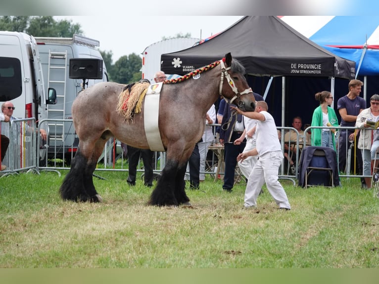 Belgian Draft Stallion  Can be white in Oosteeklo