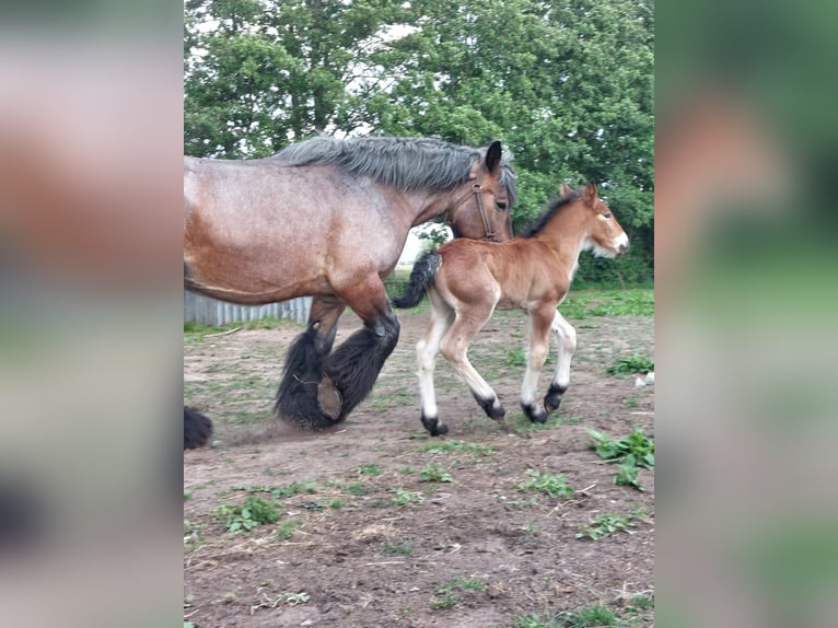 Belgian Draft Stallion  Can be white in Oosteeklo
