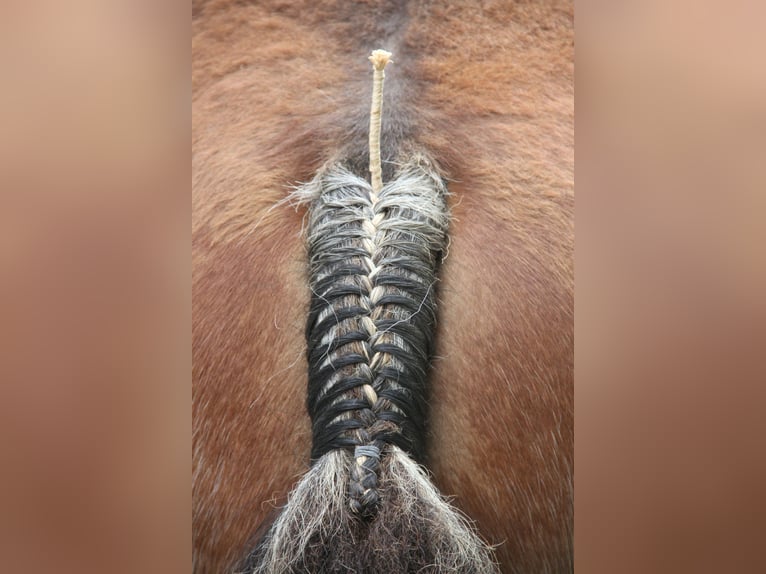 Belgian Draft Stallion Foal (01/2025) in Herdersem