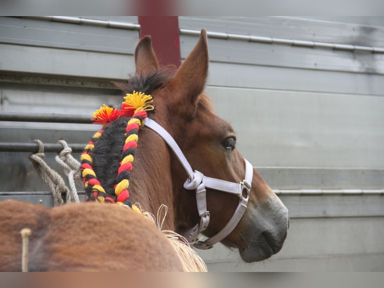 Belgian Draft Stallion Foal (01/2025) in Herdersem