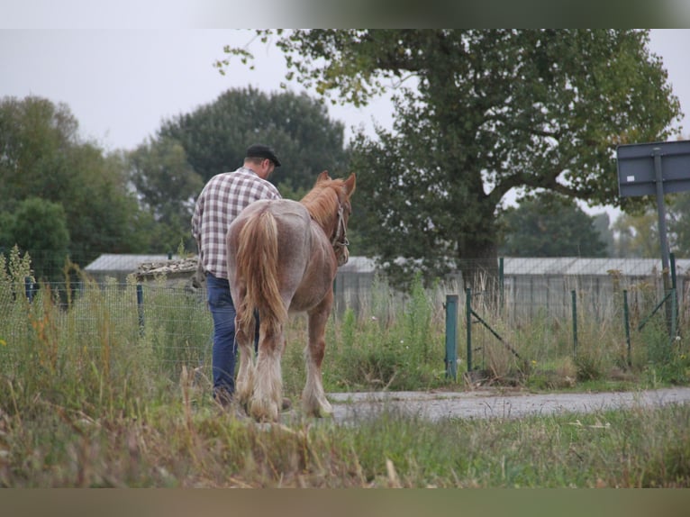 Belgian Draft Stallion Foal (01/2025) in Herdersem