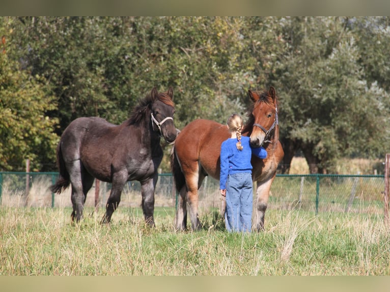 Belgian Draft Stallion Foal (01/2025) in Herdersem