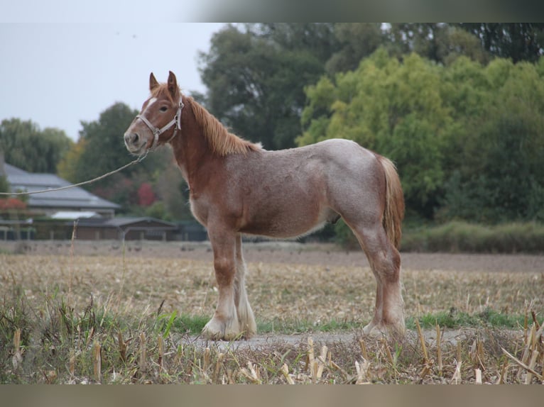 Belgian Draft Stallion Foal (01/2025) in Herdersem