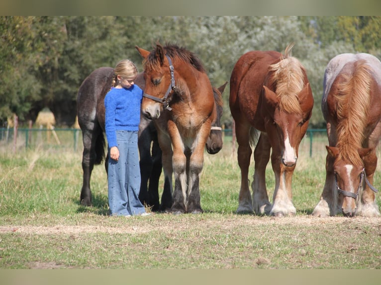Belgian Draft Stallion Foal (01/2025) in Herdersem