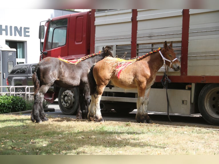 Belgian Draft Stallion Foal (01/2025) in Herdersem