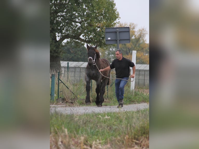 Belgian Draft Stallion Foal (01/2025) in Herdersem