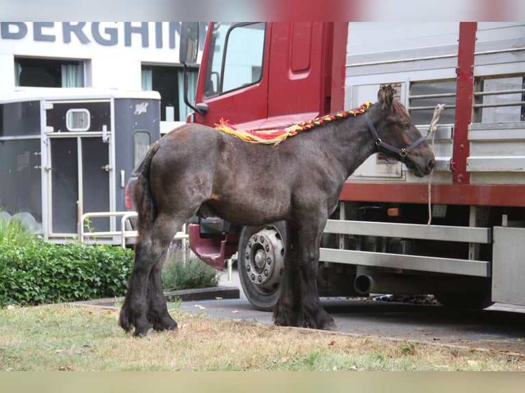 Belgian Draft Stallion Foal (01/2025) in Herdersem