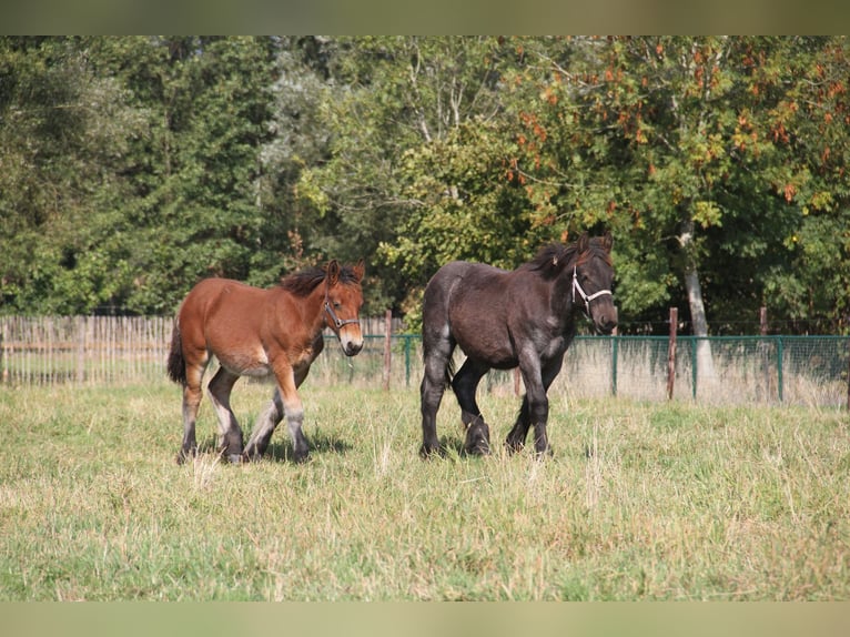 Belgian Draft Stallion Foal (01/2025) in Herdersem