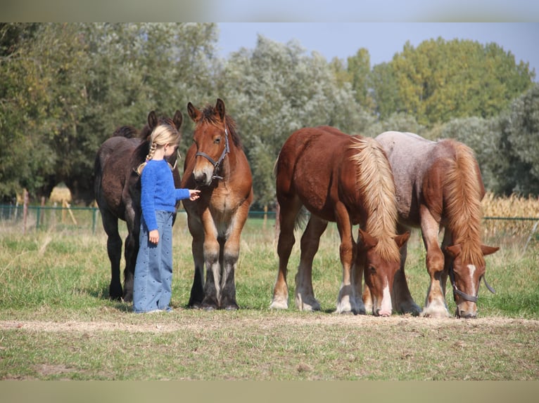 Belgian Draft Stallion Foal (01/2025) in Herdersem