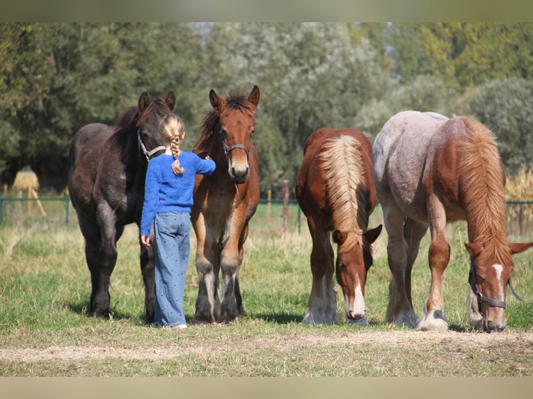Belgian Draft Stallion Foal (01/2025) in Herdersem