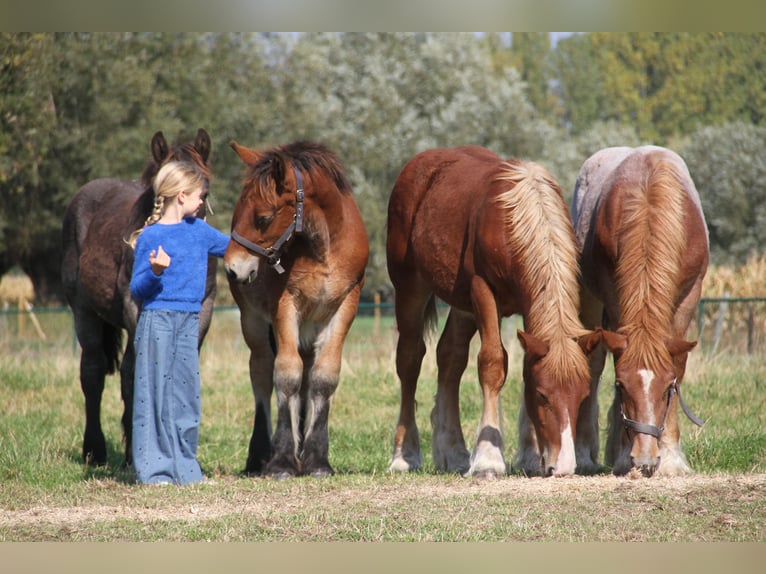 Belgian Draft Stallion Foal (01/2025) in Herdersem