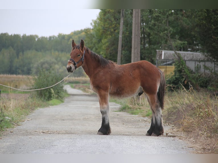 Belgian Draft Stallion Foal (01/2025) in Herdersem