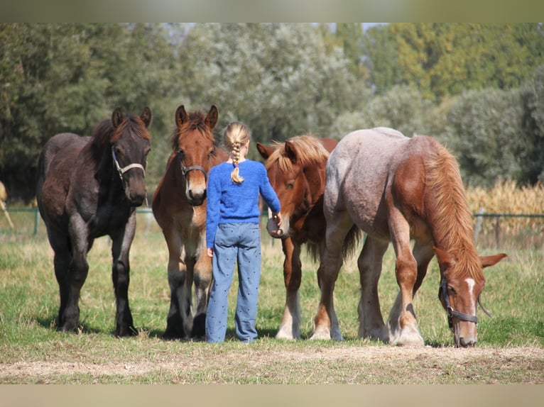 Belgian Draft Stallion Foal (01/2025) in Herdersem