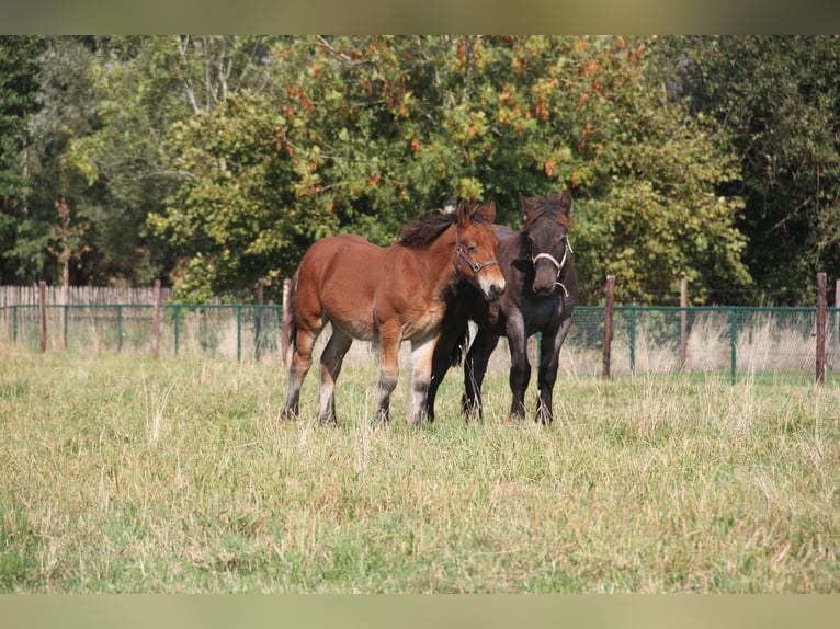 Belgian Draft Stallion Foal (01/2025) in Herdersem