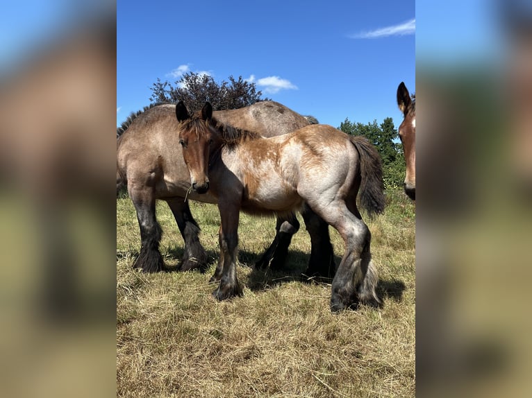 Belgian Draft Stallion Foal (04/2025) Roan-Bay in Sleidinge