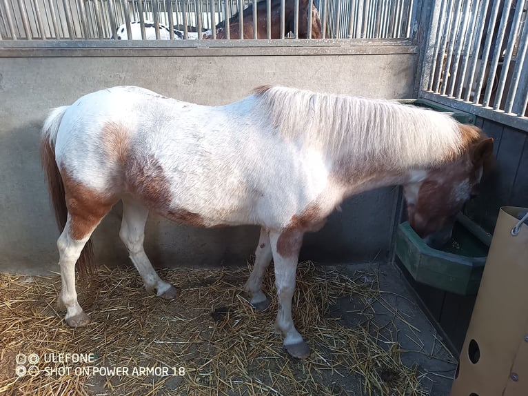 Belgian Riding Pony Gelding 10 years 12 hh Pinto in Deinze