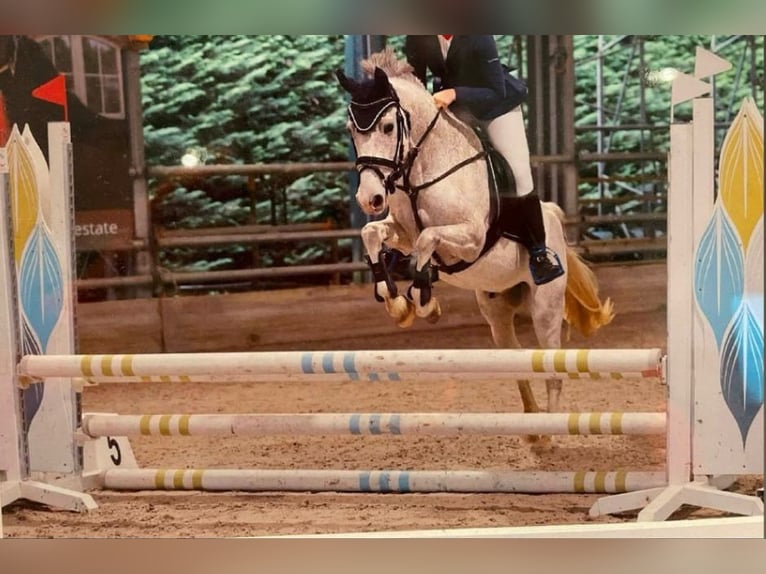 Belgian Riding Pony Gelding 10 years 13.3 hh Grey in Bornem