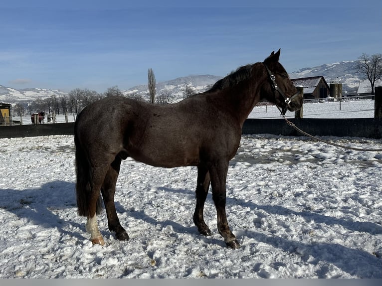 Belgian Riding Pony Gelding 10 years 14,2 hh Brown Falb mold in Tuggen