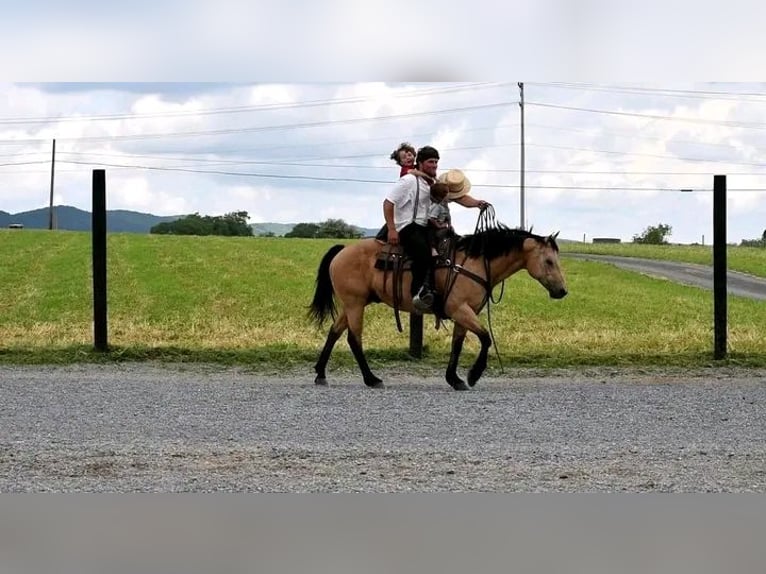 Belgian Riding Pony Gelding 10 years 14,2 hh Buckskin in Houston