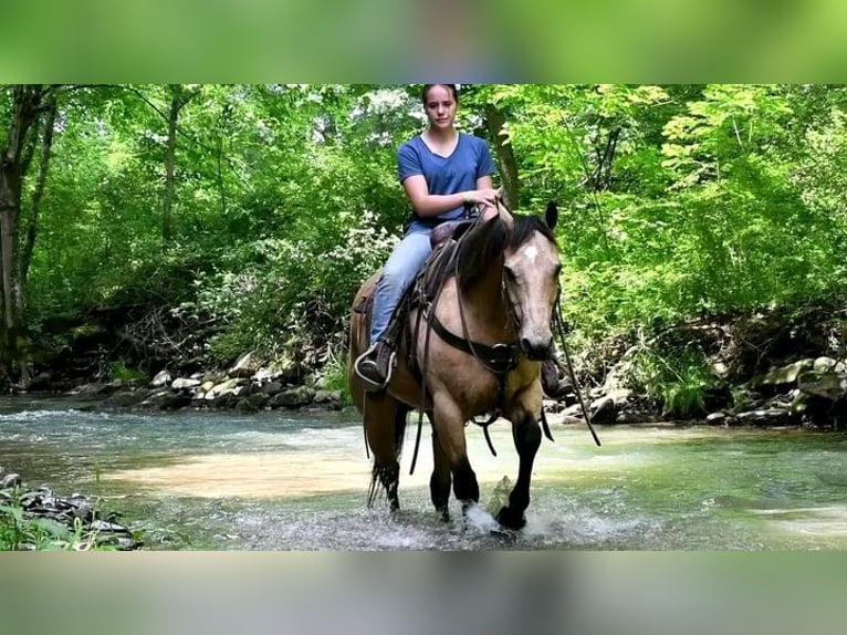 Belgian Riding Pony Gelding 10 years 14,2 hh Buckskin in Houston