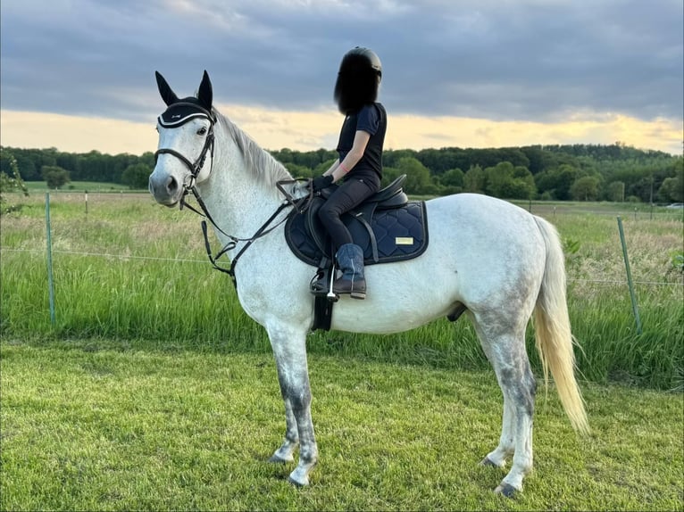 Belgian Riding Pony Gelding 10 years 14.2 hh Grey in Pulheim