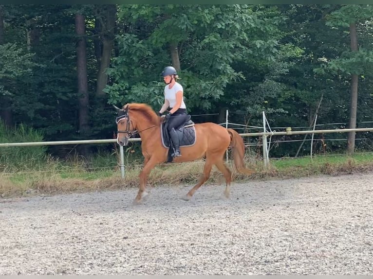 Belgian Riding Pony Gelding 11 years 13,2 hh Chestnut-Red in Zeiskam