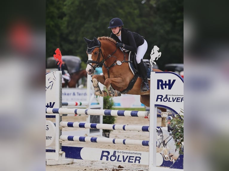 Belgian Riding Pony Gelding 11 years 14,2 hh Chestnut-Red in Münster