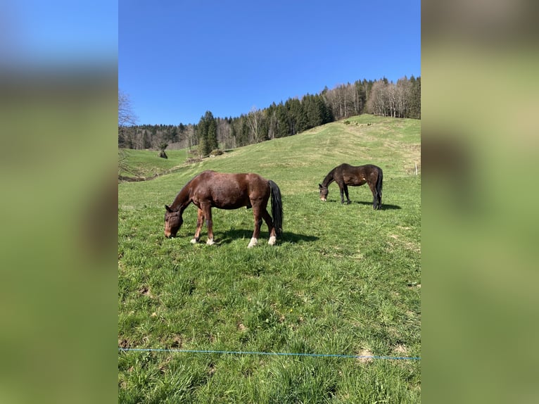 Belgian Riding Pony Gelding 11 years 14,1 hh Brown in Zug