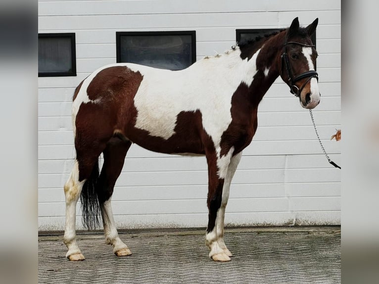 Belgian Riding Pony Gelding 11 years 14,2 hh Pinto in Someren
