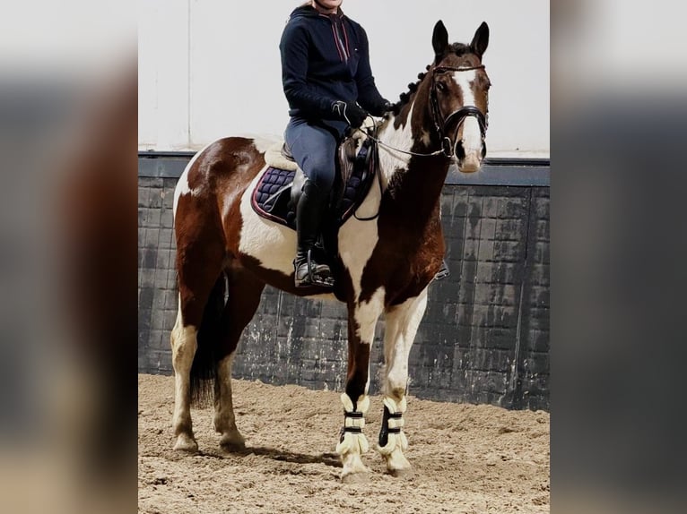 Belgian Riding Pony Gelding 11 years 14,2 hh Pinto in Someren