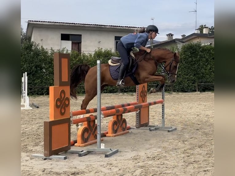 Belgian Riding Pony Gelding 11 years Chestnut-Red in Udine