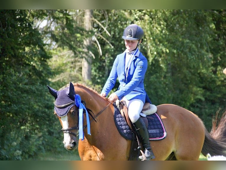 Belgian Riding Pony Gelding 12 years 14,2 hh Chestnut-Red in Warendorf