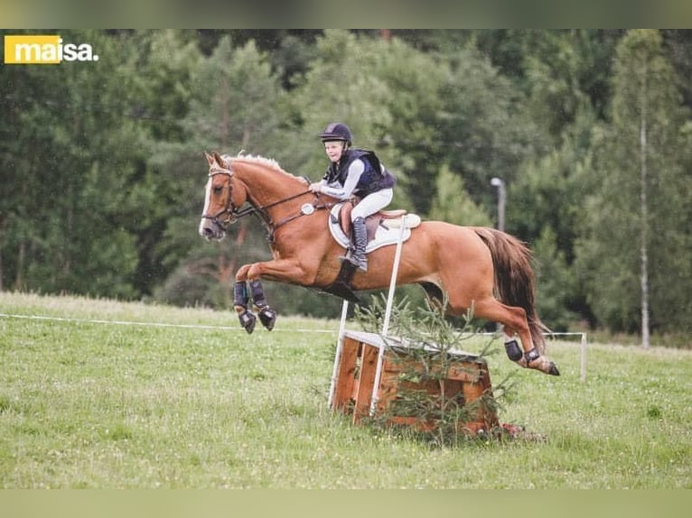 Belgian Riding Pony Gelding 12 years 14,2 hh Chestnut-Red in Warendorf