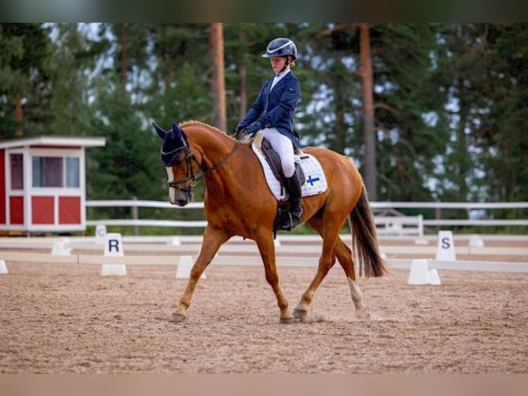 Belgian Riding Pony Gelding 12 years 14,2 hh Chestnut-Red in Warendorf