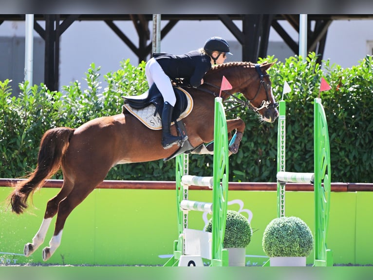 Belgian Riding Pony Gelding 12 years 14,2 hh Chestnut in Tök