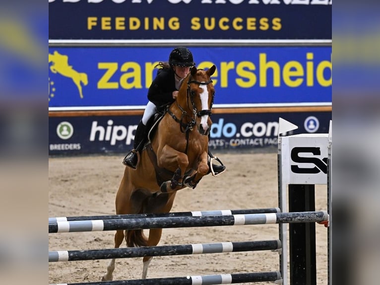 Belgian Riding Pony Gelding 12 years 14,2 hh Chestnut in Tök